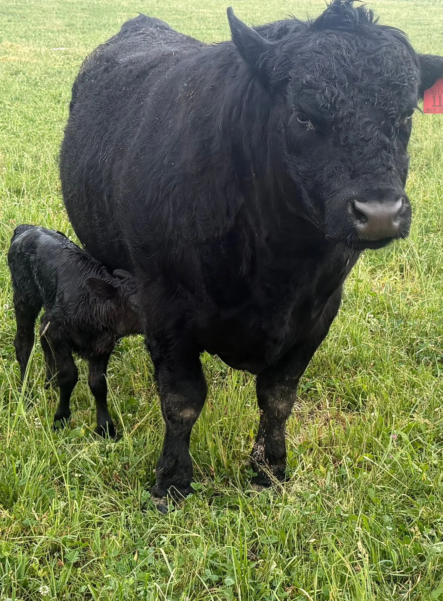 Family Celebrations at Marble Head Farm