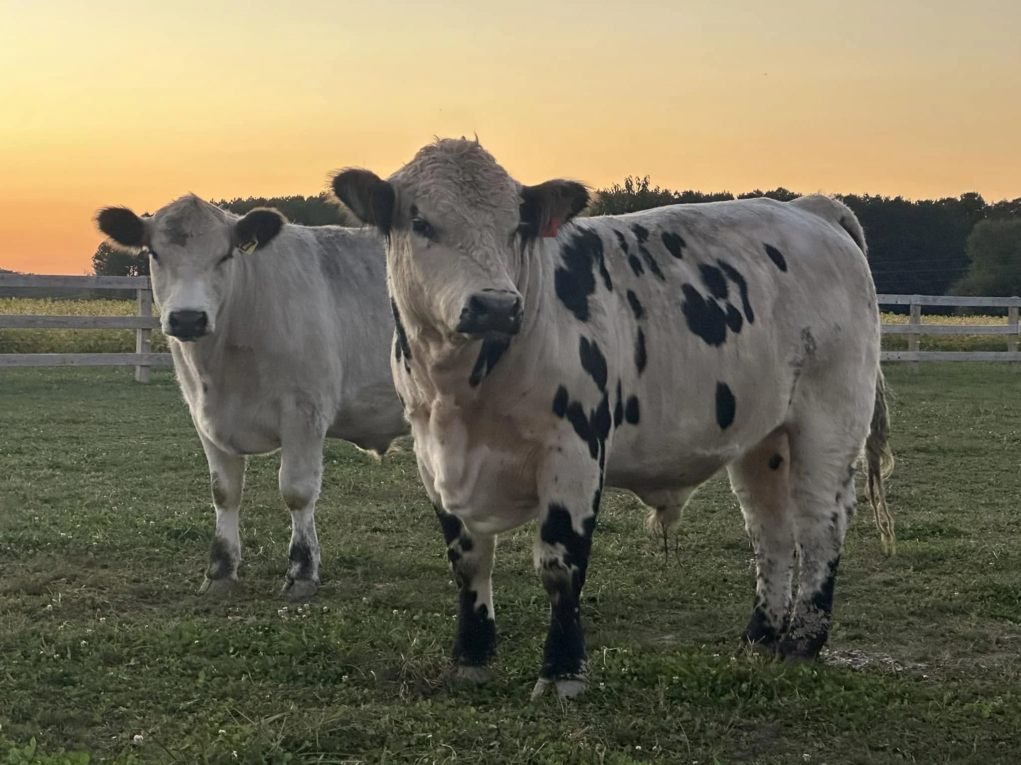 Marble Head Farm, Maryland