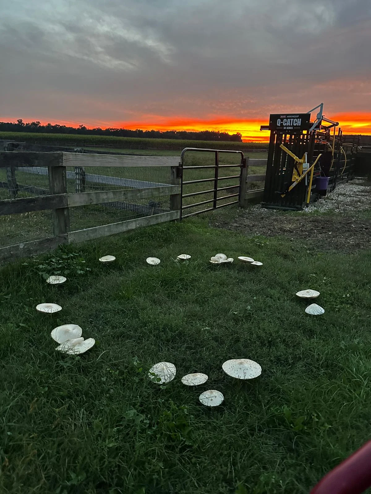 The Farm Night View